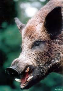 a-feral-pig
