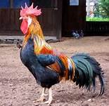 a-rooster-image