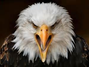angry-eagle