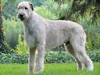 irish-wolfhound