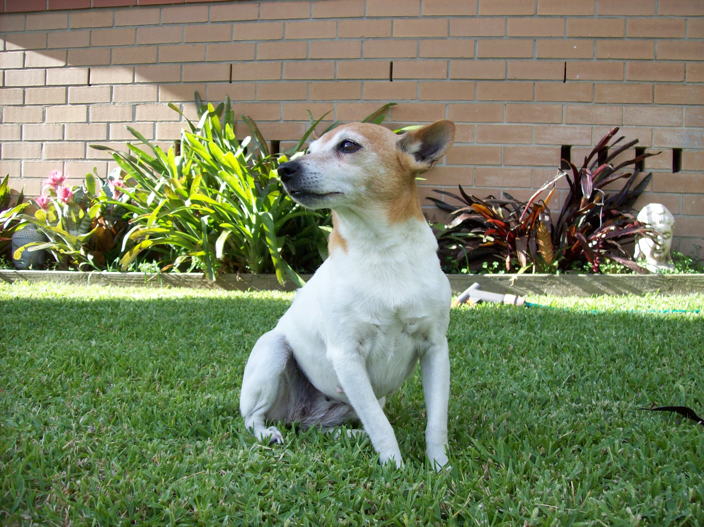 Miniature_Fox_Terrier