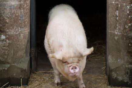 the-empress-of-blandings-from-bbc-comedy-blandings-136387580503410401-140214161117